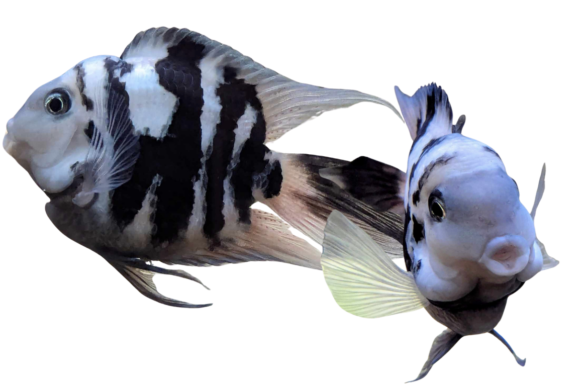 Polar Parrot Cichlid