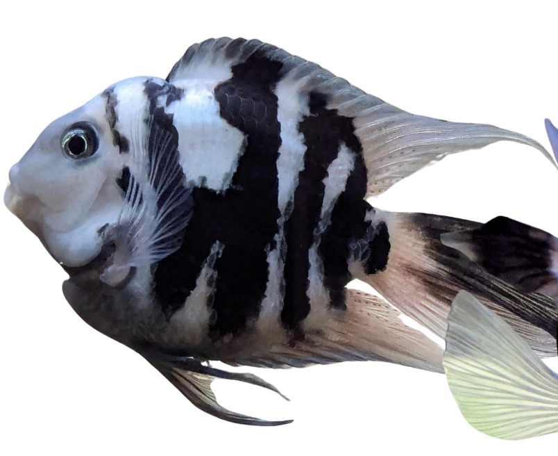 Polar Parrot Cichlid
