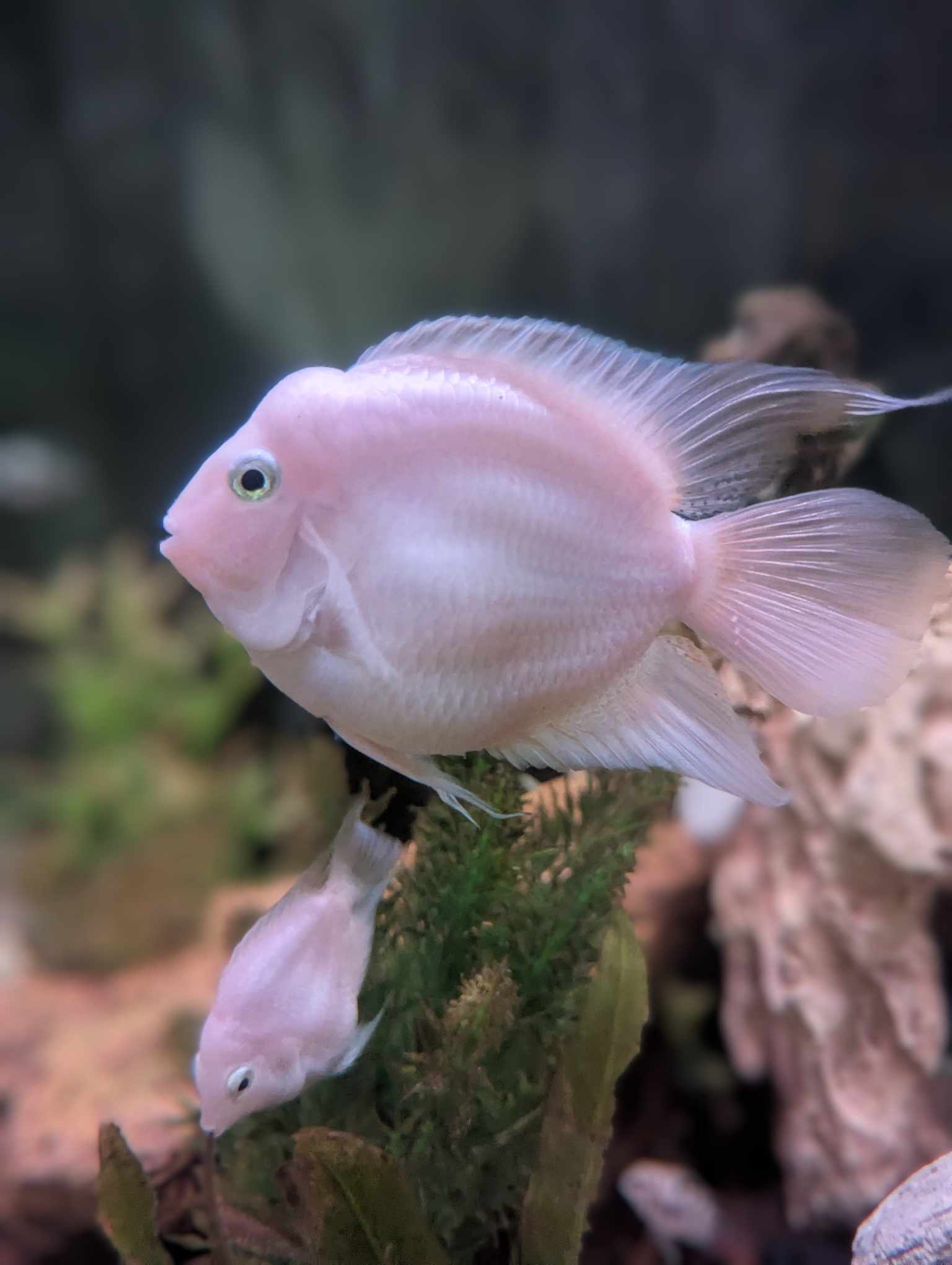 Premium Blue Polar Adult Female