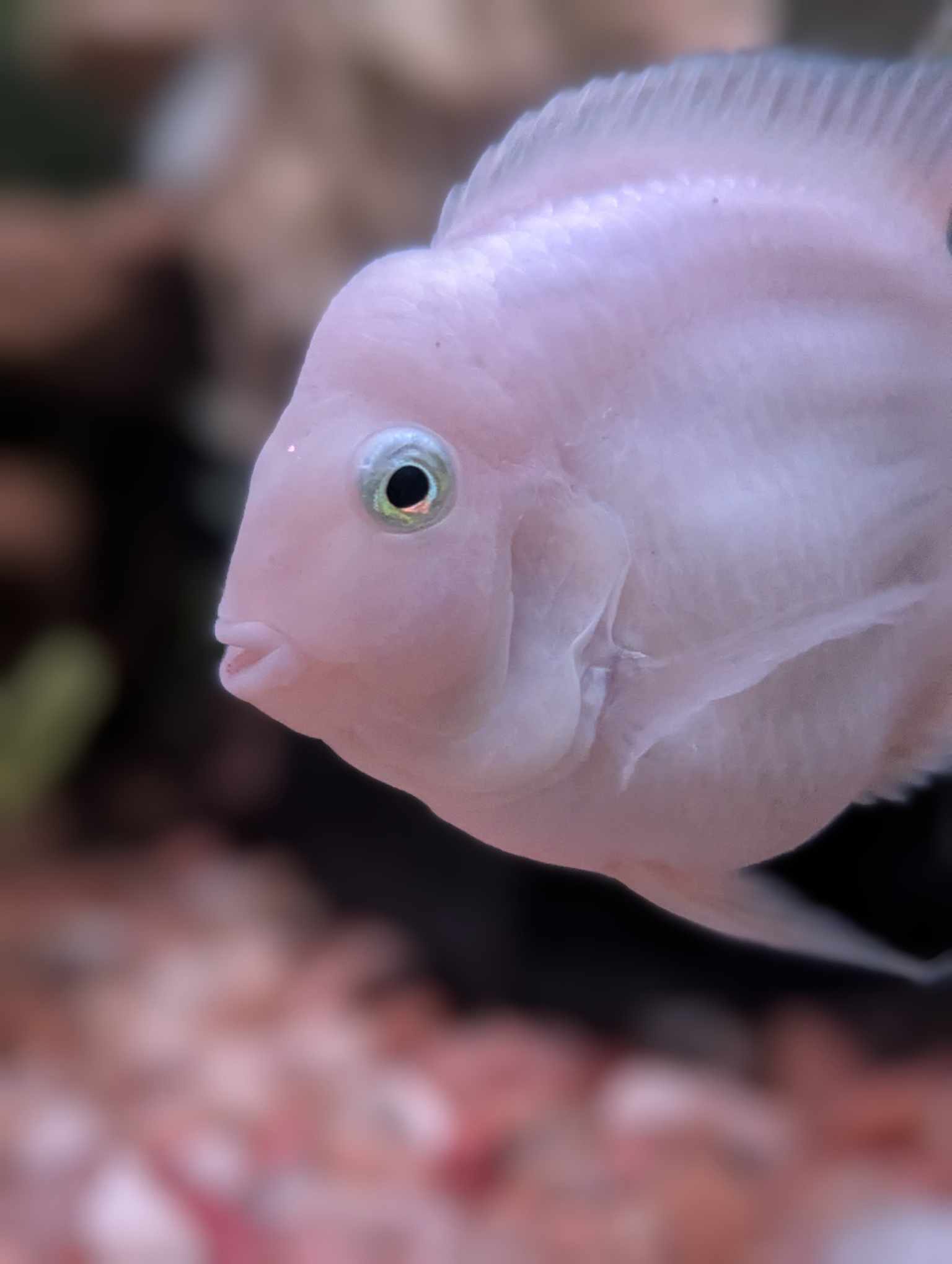 Platinum Polar Parrot Adult