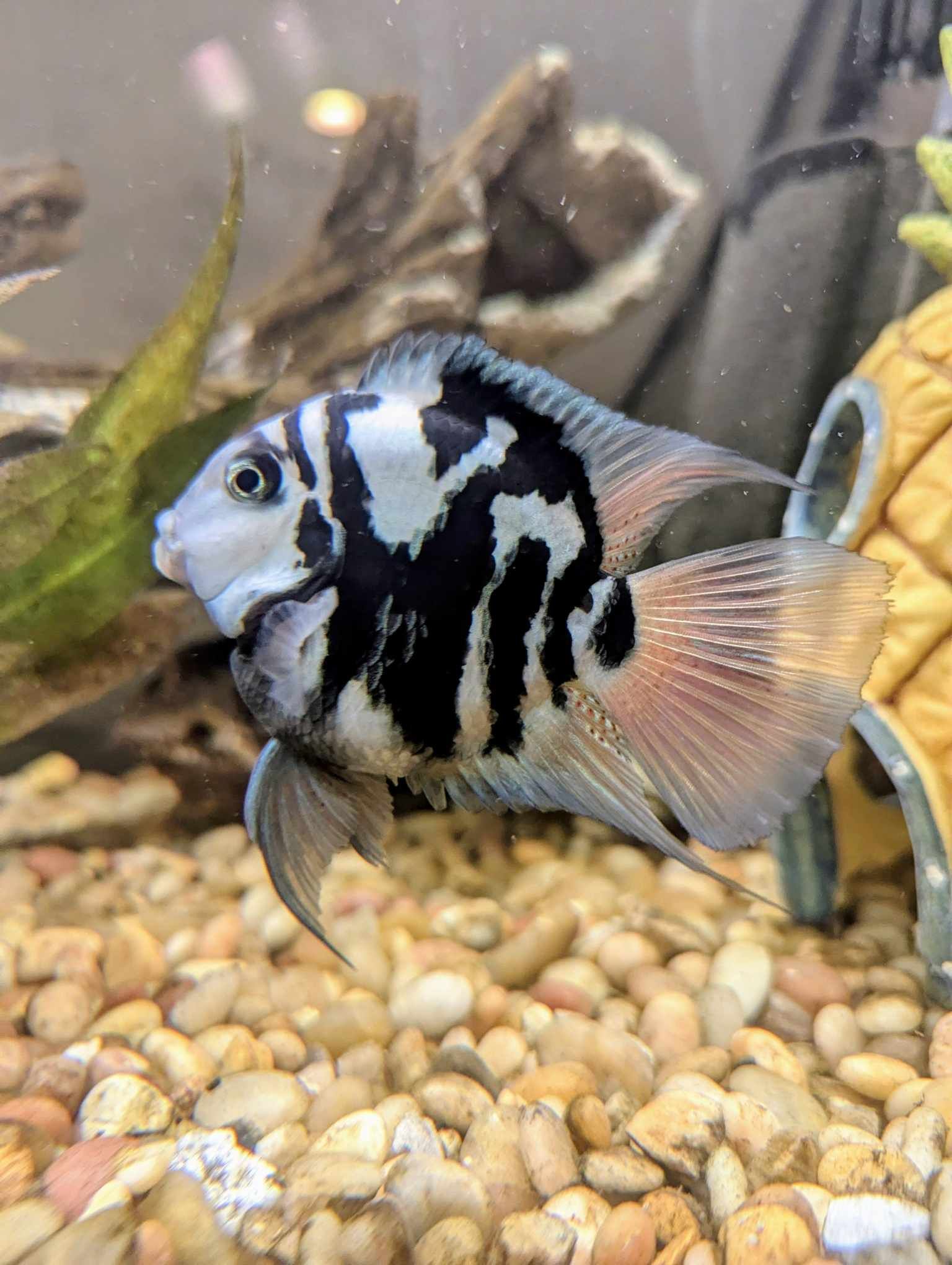 Polar Parrot Cichlid