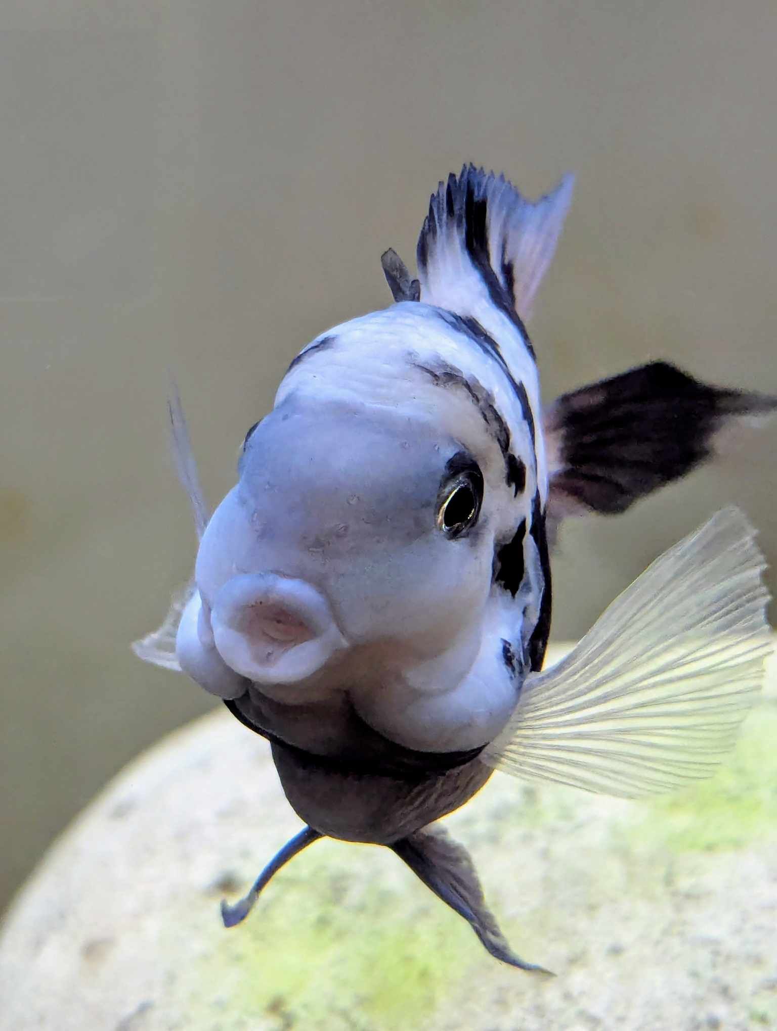 Premium Blue Polar Adult Male